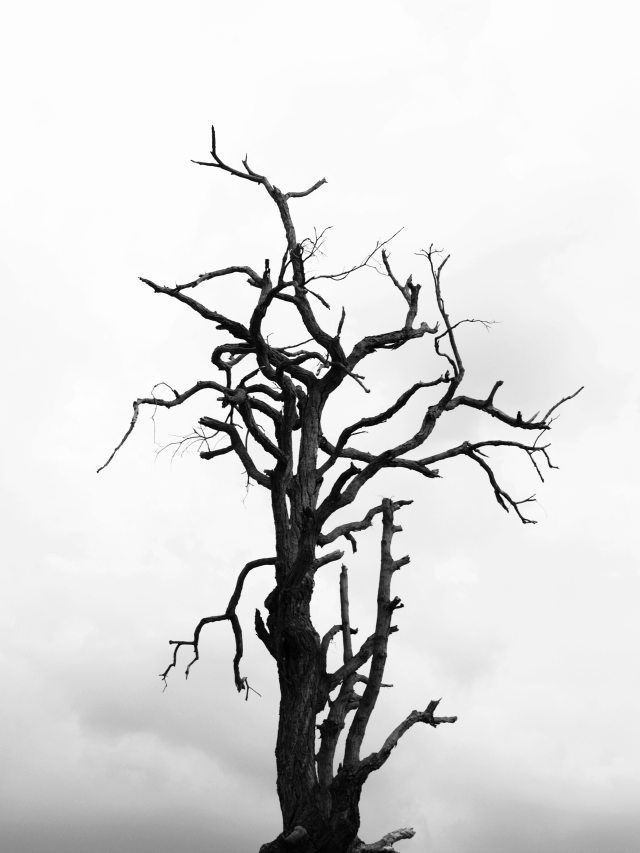 black-and-white-black-and-white-branches-cloudy-216695